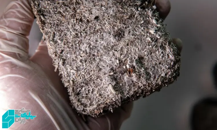 نقشه راه 0 تا 100 کنترل شوره