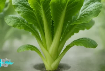 راهنمای کامل پتاسیم سیلیکات در هیدروپونیک