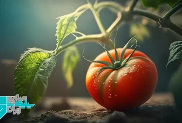 تاثیر سیلیکات پتاسیم بر رشد گوجه‌فرنگی